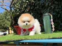 Pomeranian yavruları iki aylık