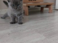 British ve Scottish fold yavrularımız
