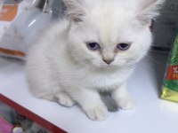 British shorthair ayıcık kardeşler silver point