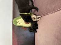 Anne altından safkan pug erkek yavrular