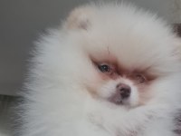 Mersin Pomeranian Yavruları