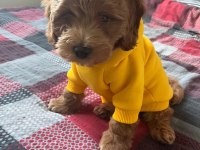 2.5 aylık sevimli maltipoo
