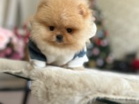 BAL GİBİ MİNİ BOY POMERANİAN AYICIK
