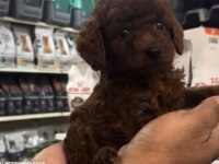 Safkan toy poodle yavrularımız