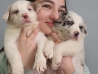 Çok iyi border collie yavruları İstanbul