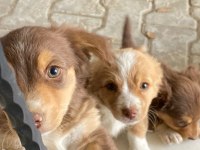 Orjinal Rus finosu blonka yavruları