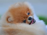 POMERANİAN BOO YAVRULARI