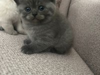 British shorthair bebekler