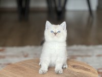 Evinizin Neşesi Mavi Göz British Shorthair Bebek