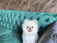 9 aylık pomeranian boo tuvalet eğitimi var aşıları tam