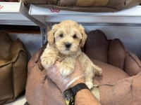 MALTİPOO BABYFACE YAVRULARIMIZ