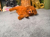 Garantili Poodle Bebekler