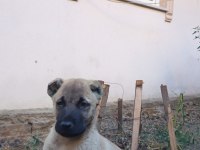 Kangal yavrusu satiliktir