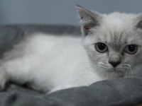 Veteriner kontrolünde sağlıklı scottish fold yavrular