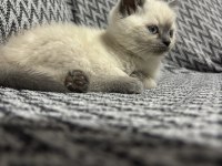 British shorthair blue point