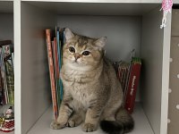 British shorthair tarçın Yeni Sahibini Arıyor