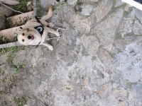 9 aylık golden retriever