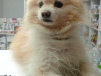 Pomeranian boo köpeğimiz full eğitimli