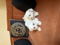 Maltese terrier bebekler! Gaziantep!
