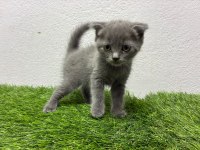 Irk Ve Sağlık Garantili Scottish Fold