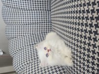 British Longhair Golden Point Erkek