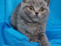 Scottish fold yavrular sahibinden