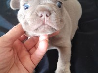 İsabella and tan french bulldog