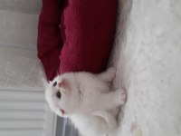 2 aylık scottish fold yavrular yeni yuvasını arıyor