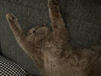 British longhair 8 aylık