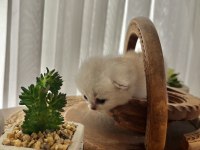 Silver erkek top kafa british shorthair bebeğim