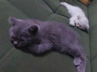 British shorthair