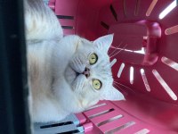 1.5 yaşında British Shorthair Silver Erkek