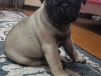 Aşırı cana yakın pug