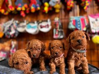 En akıllı apartman köpeği a SCRLİ toy poodle