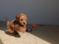 Yavru 2 aylık red Brown toy poodle cinsi dişi bihter