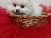 Beyaz ve orange pomeranian boo bebişlerimiz