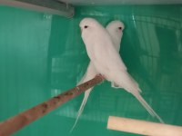 Jumbo albino kırmızı göz muhabbet kuşu yavruları