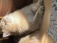 Şecereli Safkan British Shorthair Kedilerimiz