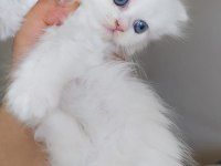 Tatlı bebeğim yeni ailesini arıyor chinchilla