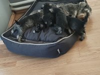 Schnauzer yavrular