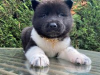 Sevimli akita ayıcıklar