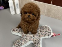 Orjinal Maltipoo Bebeklerimiz Yeni Evlerine Gitmeye Hazirlar