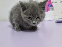 Erkek british shorthair yavrumuza yuva arıyoruz