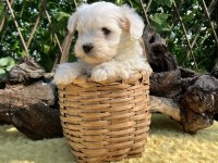 Kar Beyaz Maltese Terrier Yavrular