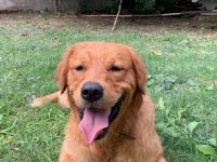 Golden retriever 2 yaşına yaklaştı