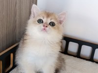 Blue golden erkek yavru british shorthair