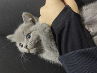 British shorthair biricik kızımız sahiplendirilecektir