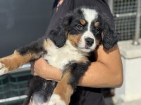 Yarışma Düzeyinde Bernese Yavrularımız