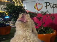 A Kalite Maltipoo