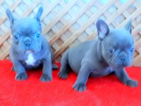 BLUE QUAD FRENCH BULLDOG YAVRULAR İZMİR